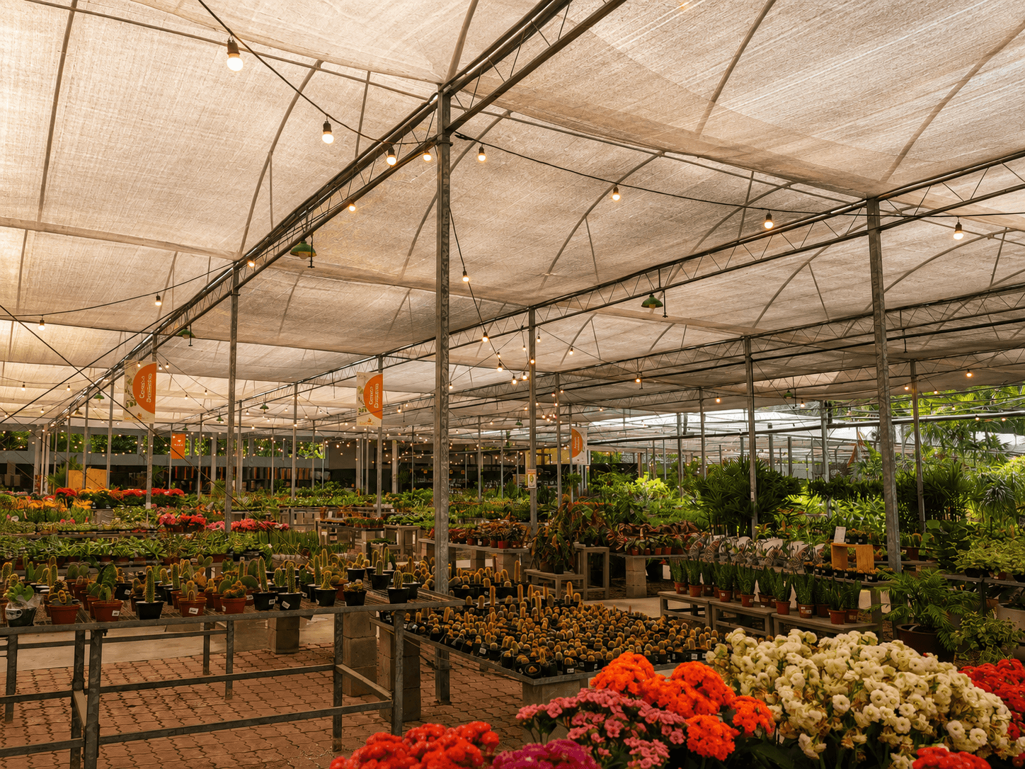 Área coberta do Horto das Acácias com fileiras de cactos, suculentas e flores sob a tela de sombreamento e varais de lâmpadas