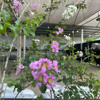 Variedade de plantas em recuperação no Horto das Acácias organizadas por tipo